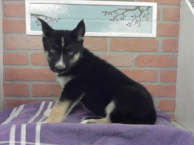 Adoptable Dog