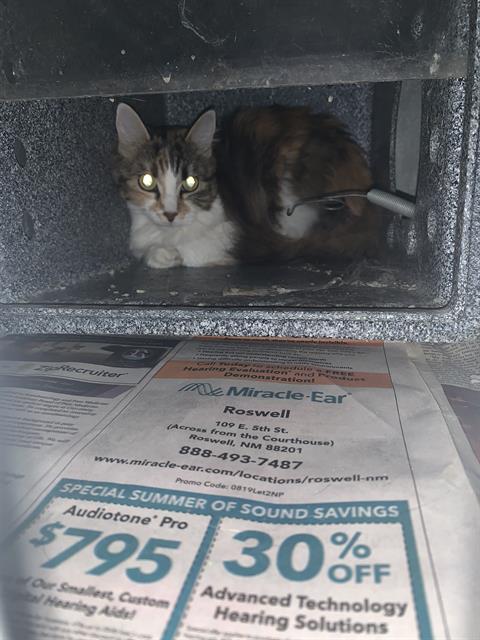 Adoptable Cat