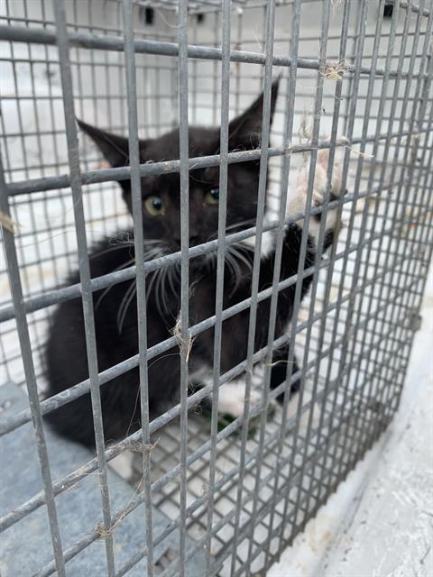 Adoptable Cat