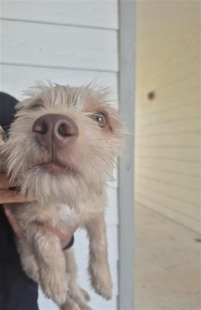 Chico