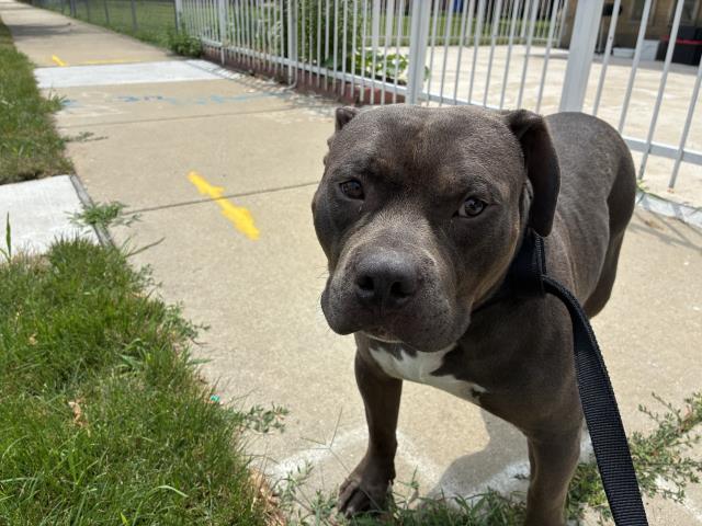 Adoptable Dog