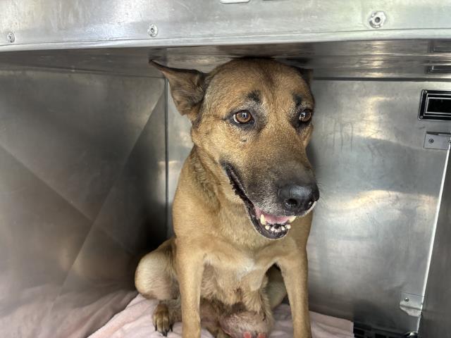 Adoptable Dog