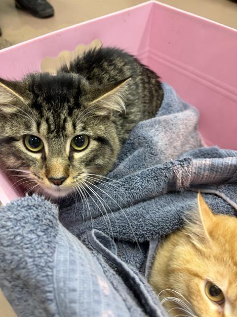 Adoptable Cat
