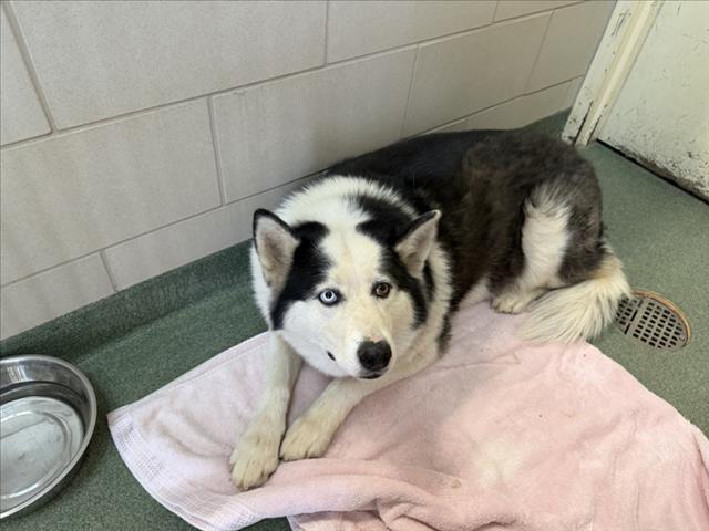 Adoptable Dog