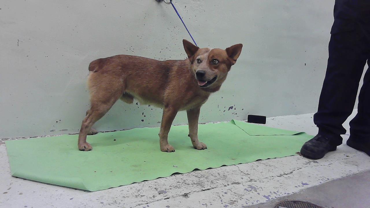 Red Aka (Lex