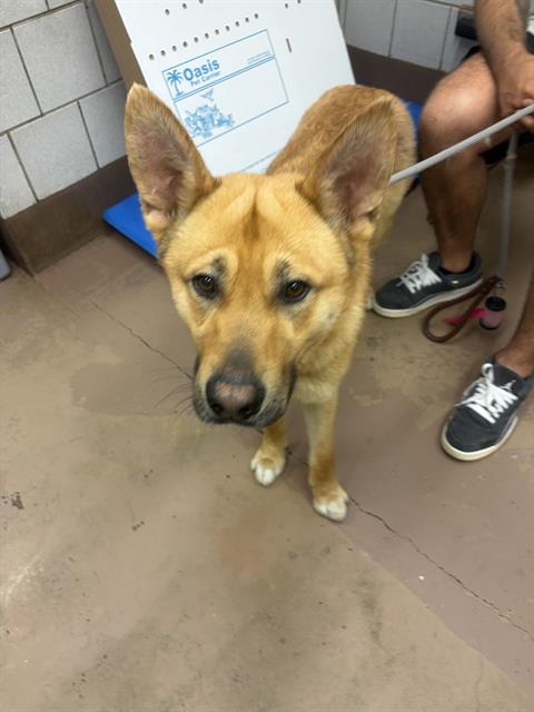 Adoptable Dog