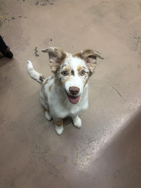 Adoptable Dog