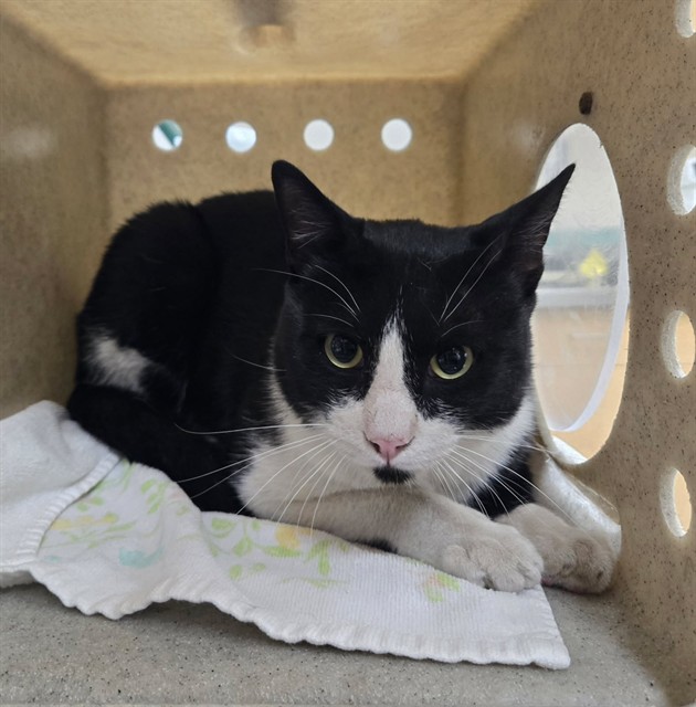 Adoptable Cat