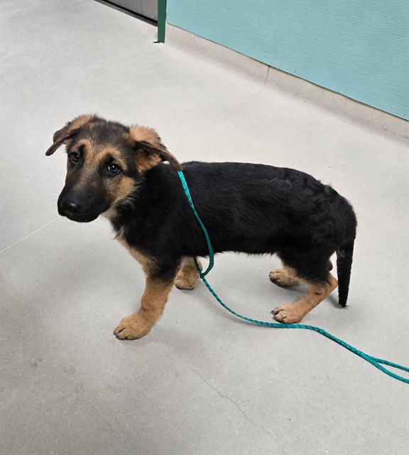 Adoptable Dog