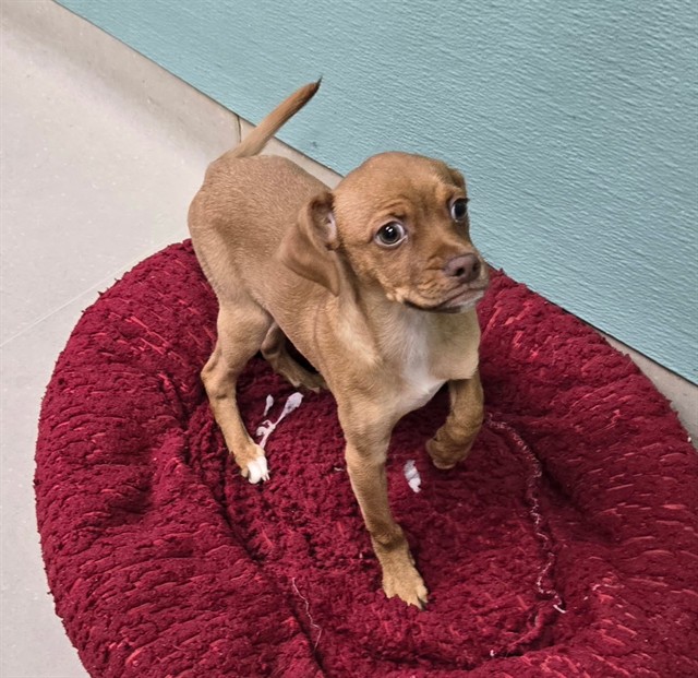 Adoptable Dog