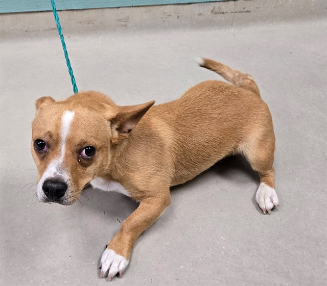 Adoptable Dog