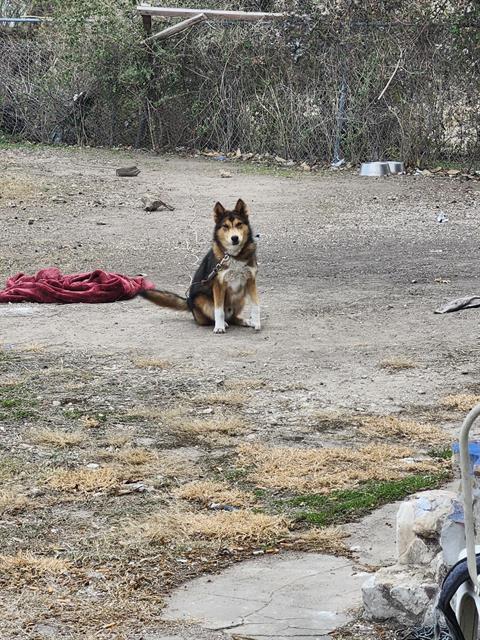 Jake