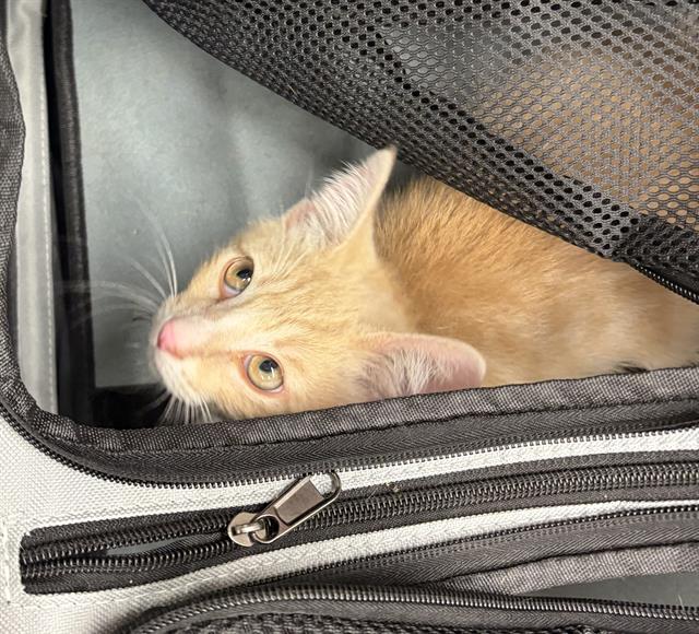 Adoptable Cat