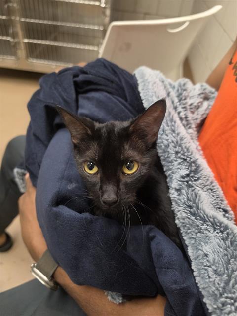 Adoptable Cat