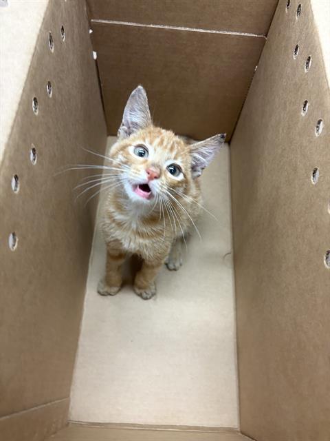 Adoptable Cat