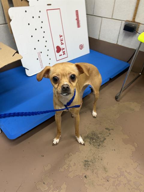 Adoptable Dog