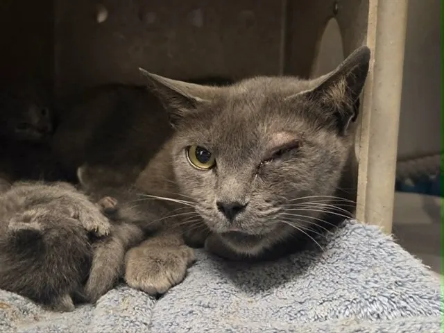 Adoptable Cat
