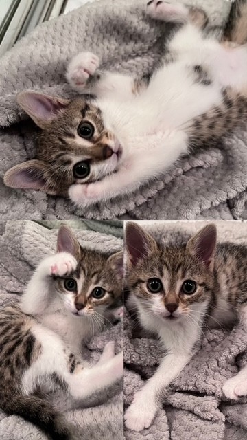 Jezebel
