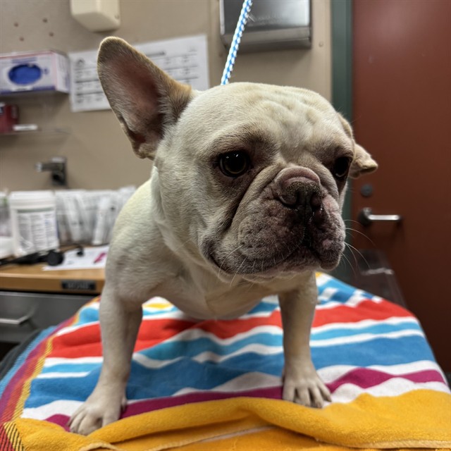 Winston