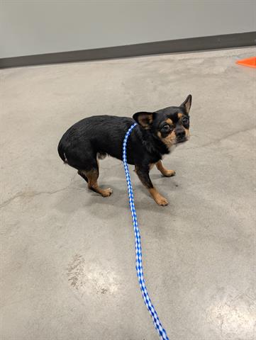 Adoptable pet