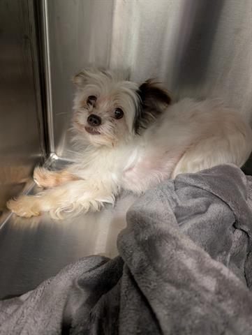 Adoptable pet