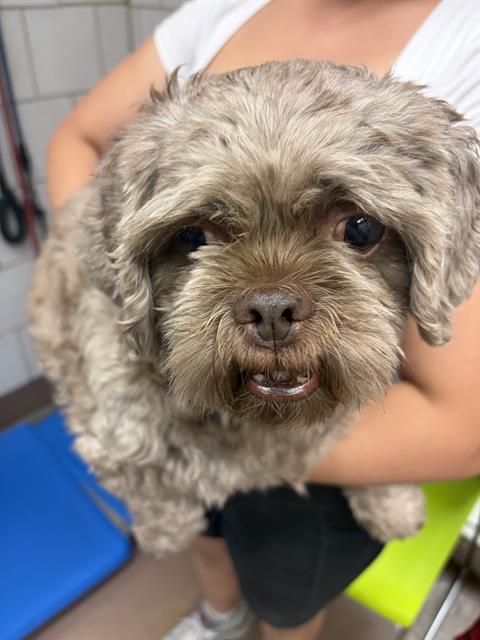 Adoptable Dog