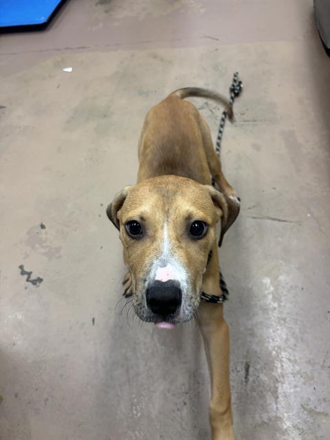 Adoptable Dog