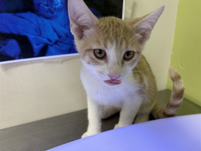 Edmond