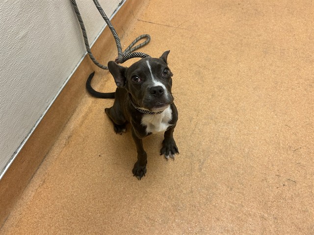 Adoptable Dog