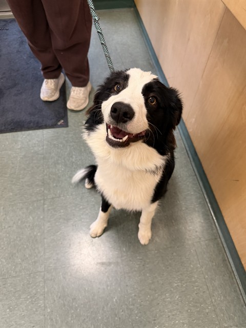 Adoptable Dog