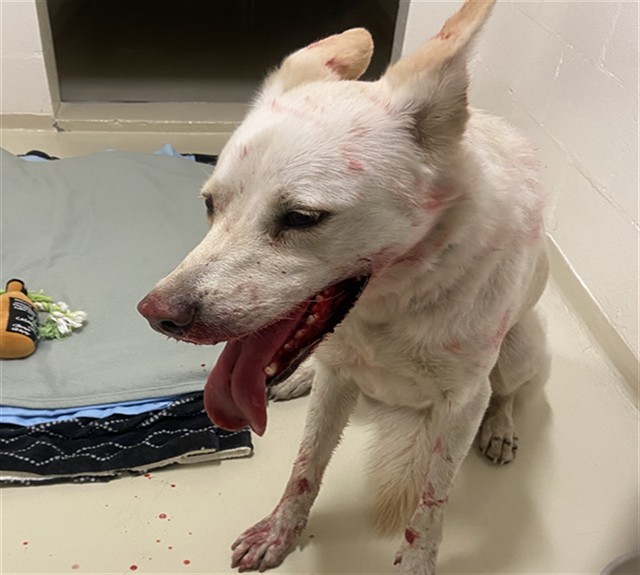 Adoptable Dog