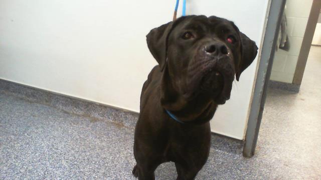 Adoptable Dog