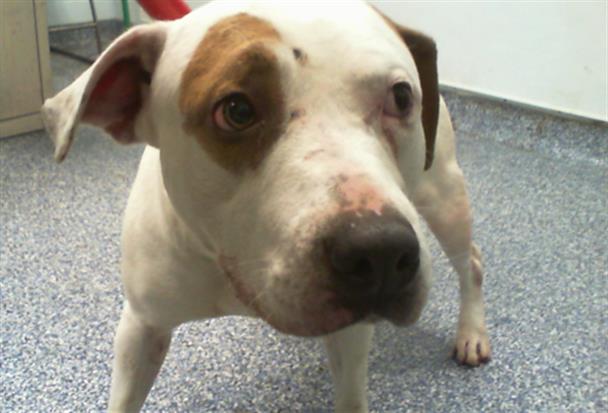 Adoptable Dog