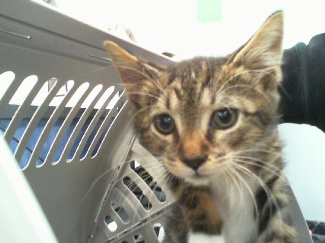Adoptable Cat