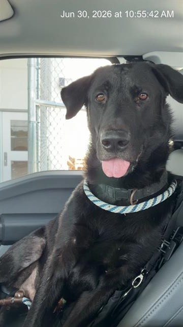 Adoptable Dog