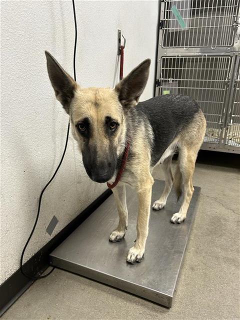 Adoptable Dog