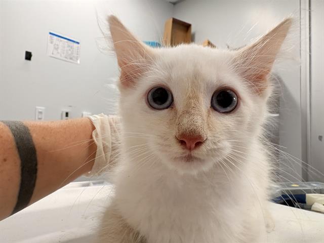 Cosmo