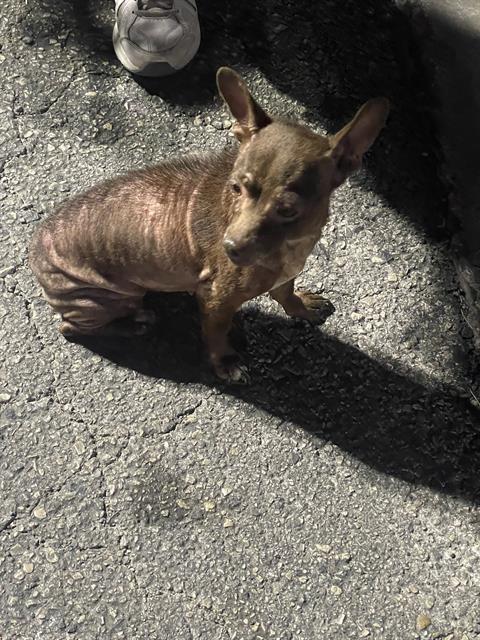 Adoptable Dog