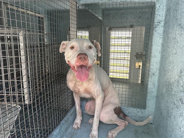 Adoptable Dog