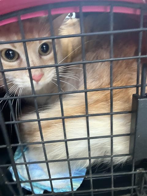 Nova