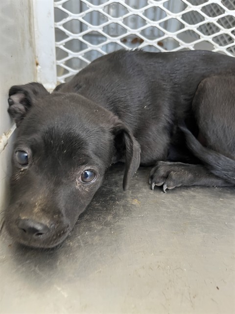 Adoptable Dog