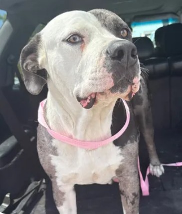 Adoptable Dog