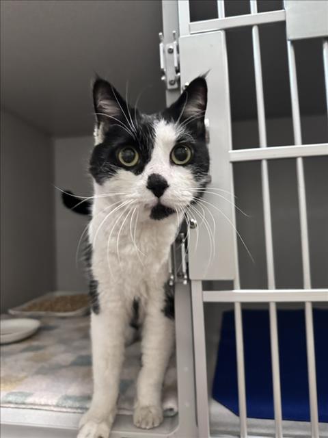 Domino