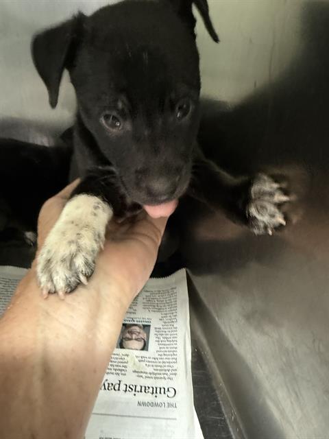 Adoptable Dog