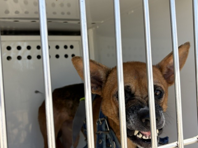 Adoptable Dog