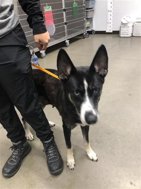 Adoptable Dog