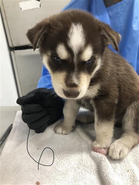 Chloe