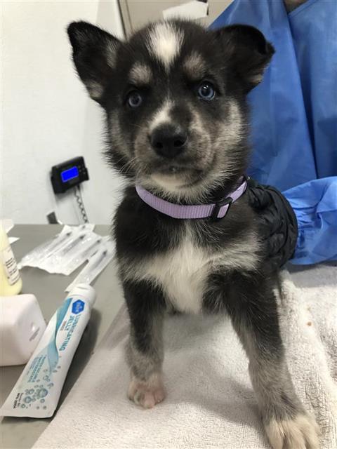Asia*