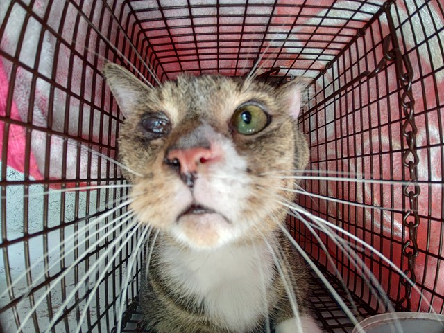 Adoptable Cat
