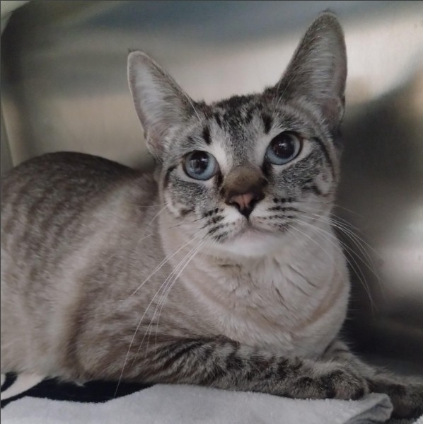Adoptable Cat